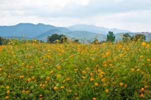 flowerfields flowerfields