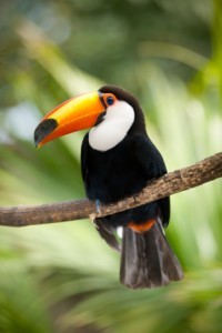 tucan