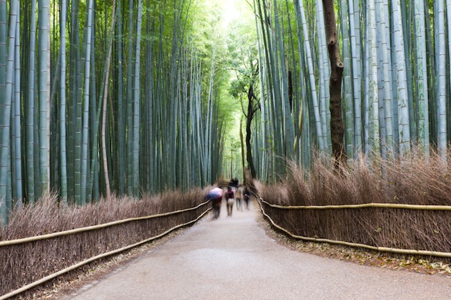 Teach English and Enjoy the Bamboo Forest in Kyoto